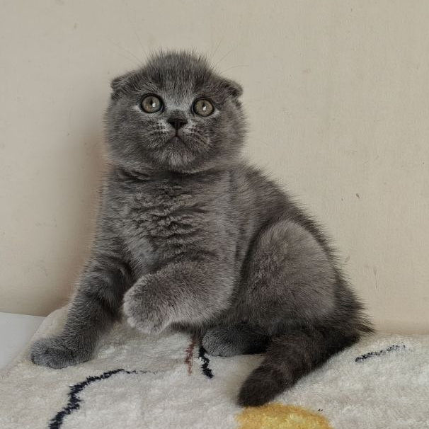 
                  
                    Oscar
                  
                