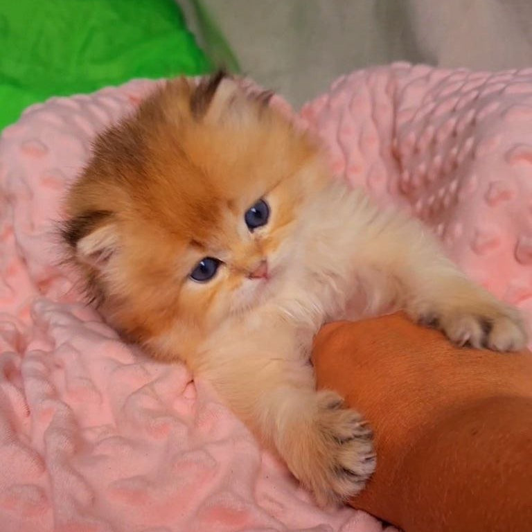 
                  
                    Amour
                  
                