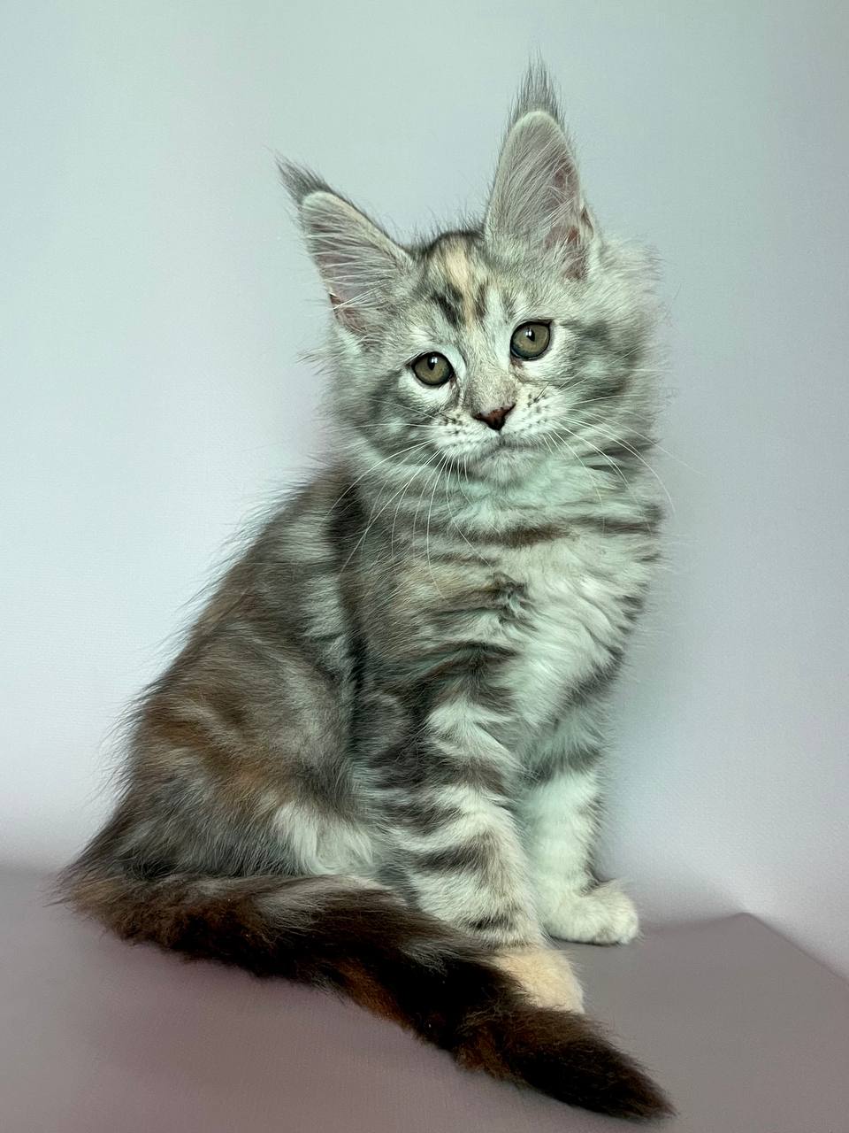 
                  
                    Gloria
                  
                