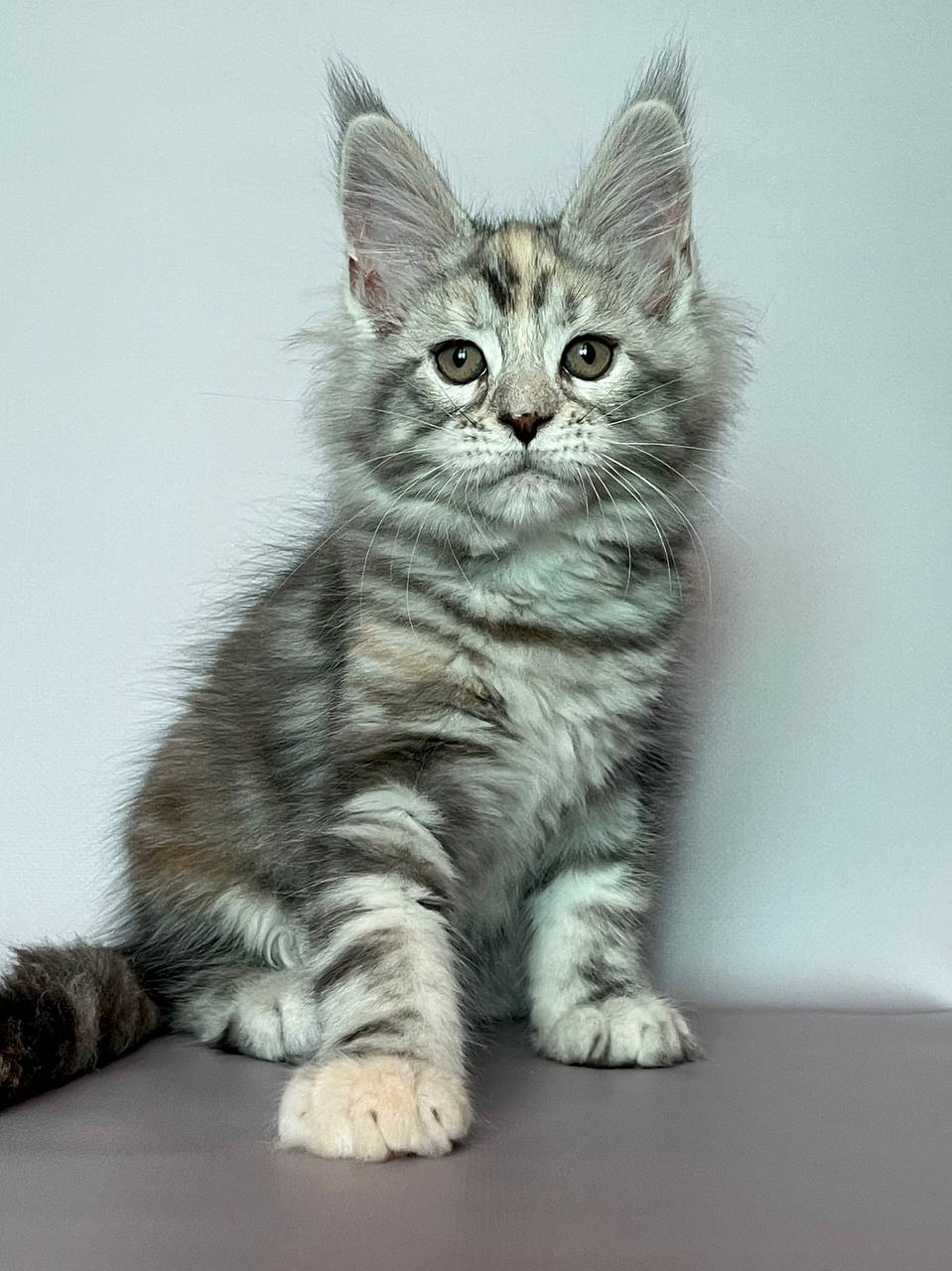 Gloria