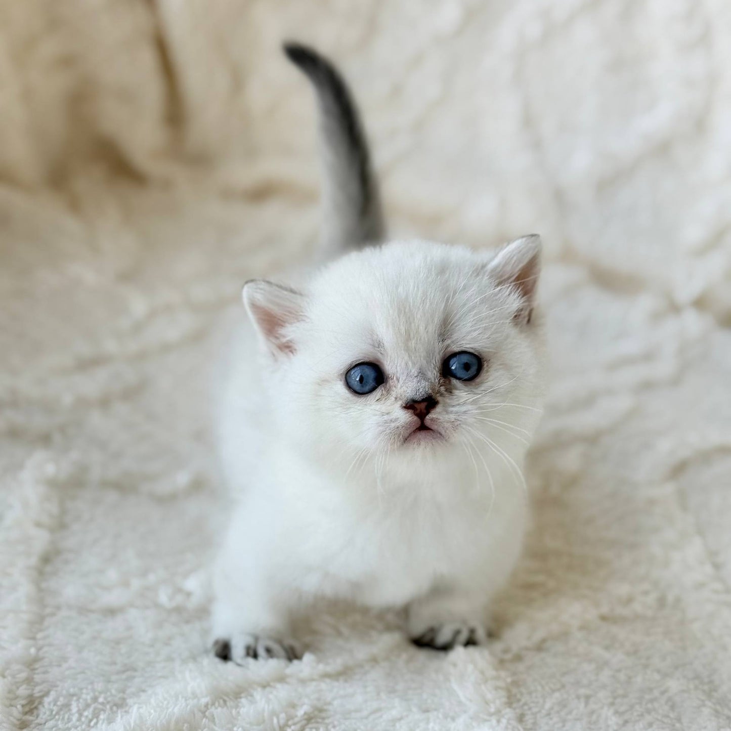 
                  
                    Zizi
                  
                