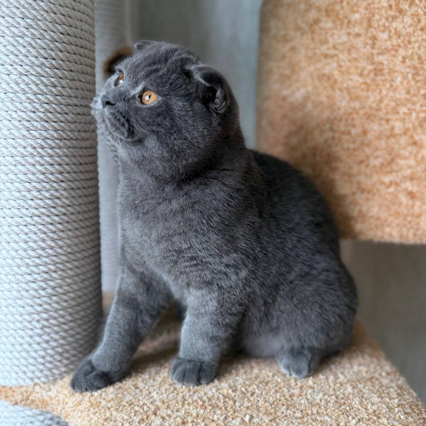 
                  
                    Baloo
                  
                