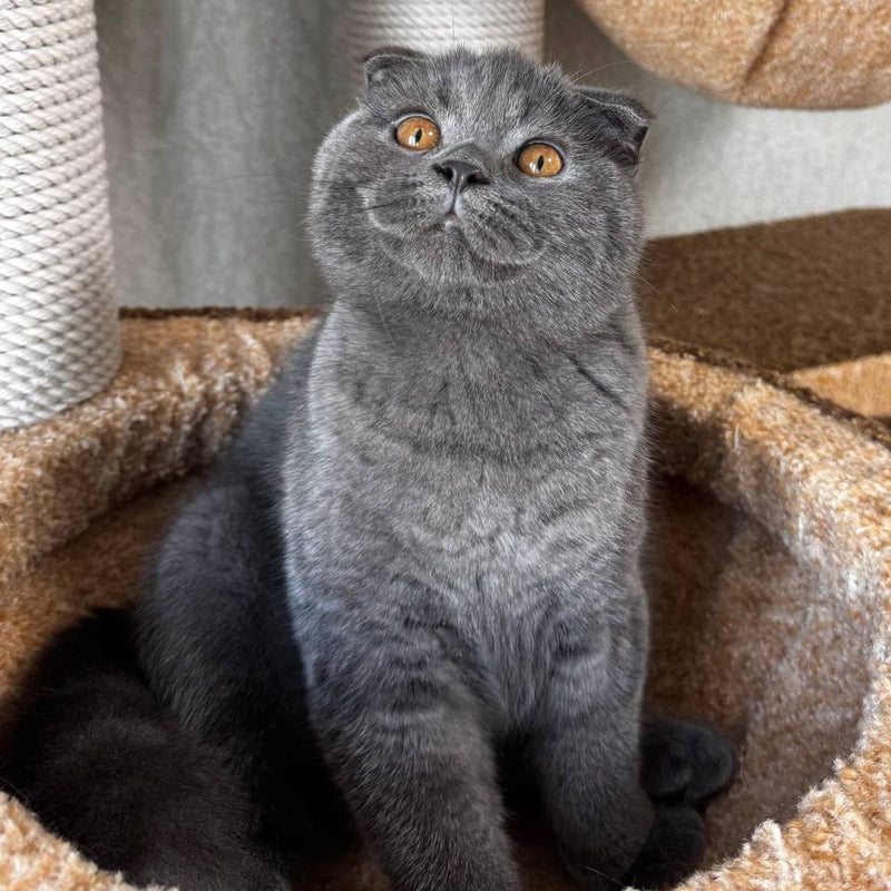 Baloo