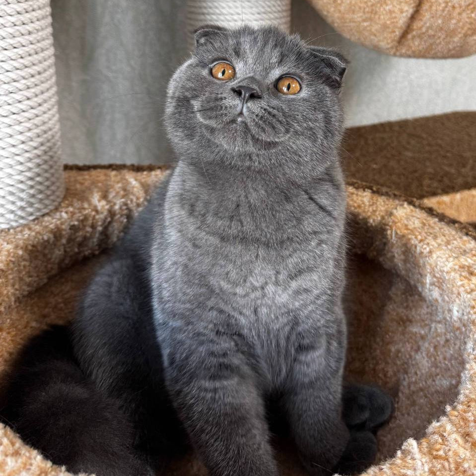 
                  
                    Baloo
                  
                