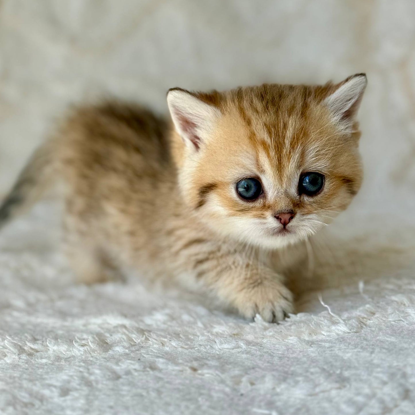 
                  
                    Ziva
                  
                