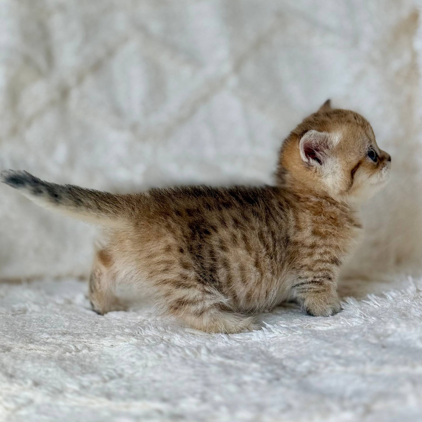 
                  
                    Ziva
                  
                