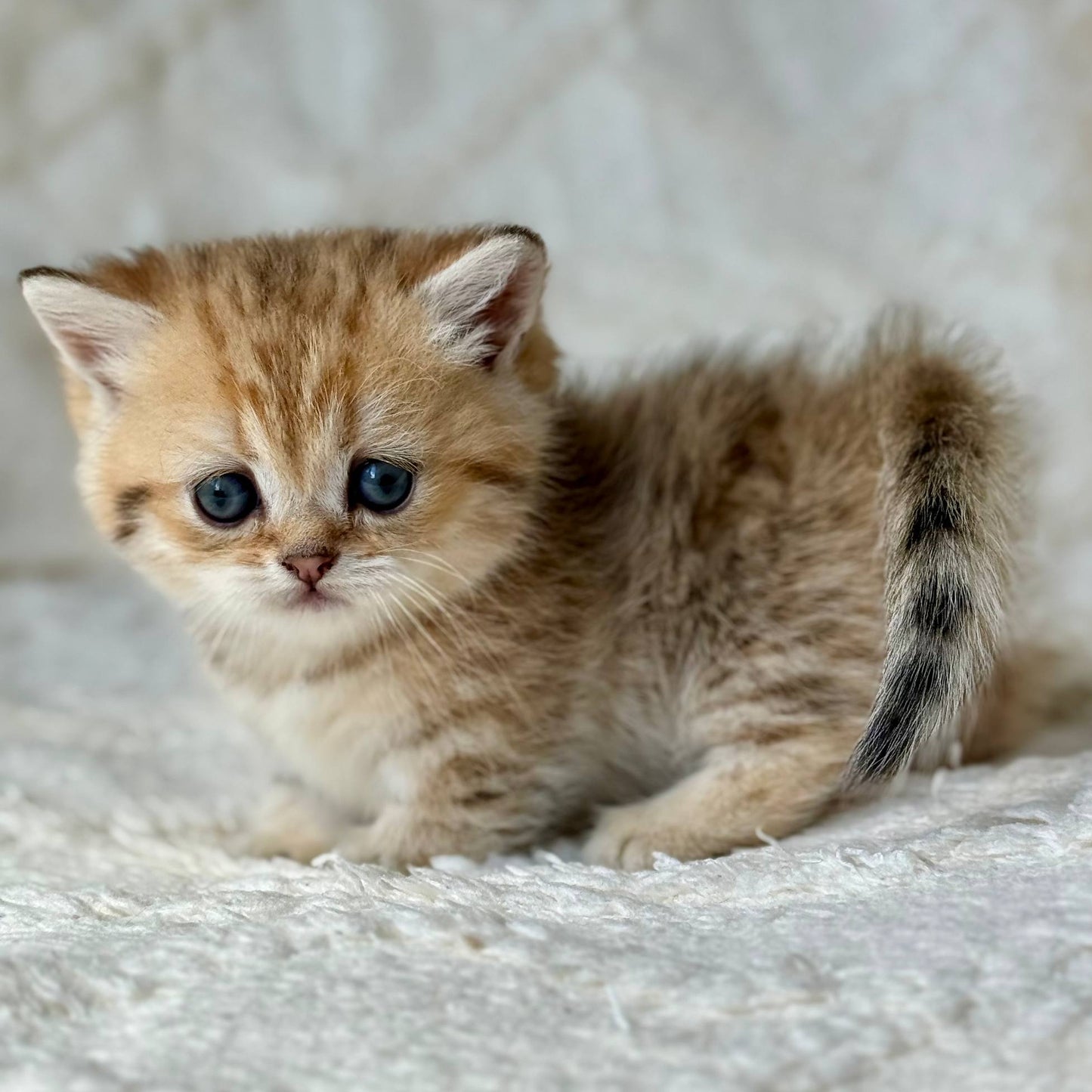 
                  
                    Ziva
                  
                