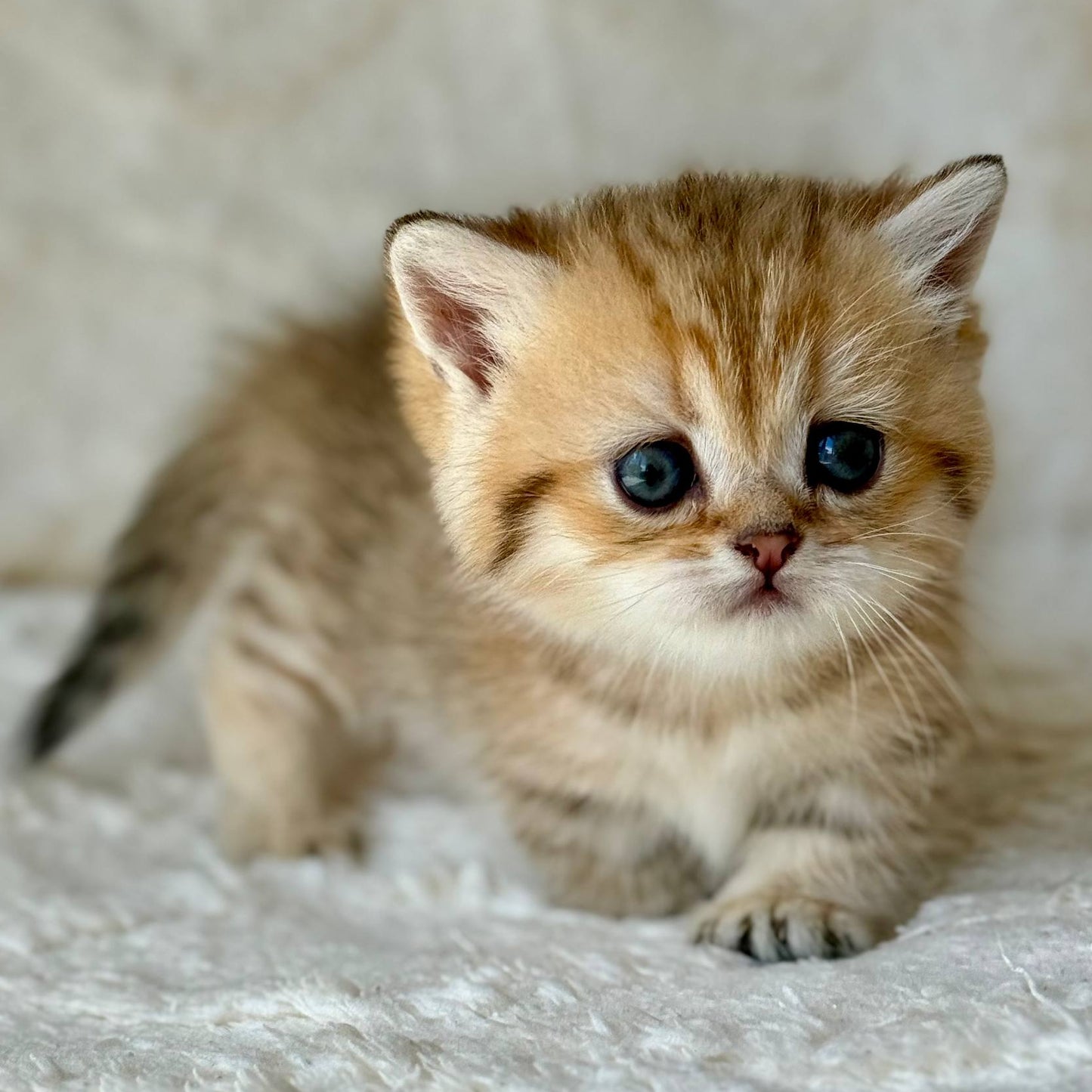 
                  
                    Ziva
                  
                