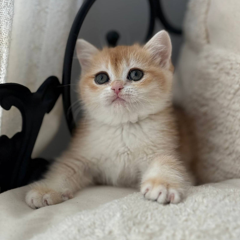 Saya