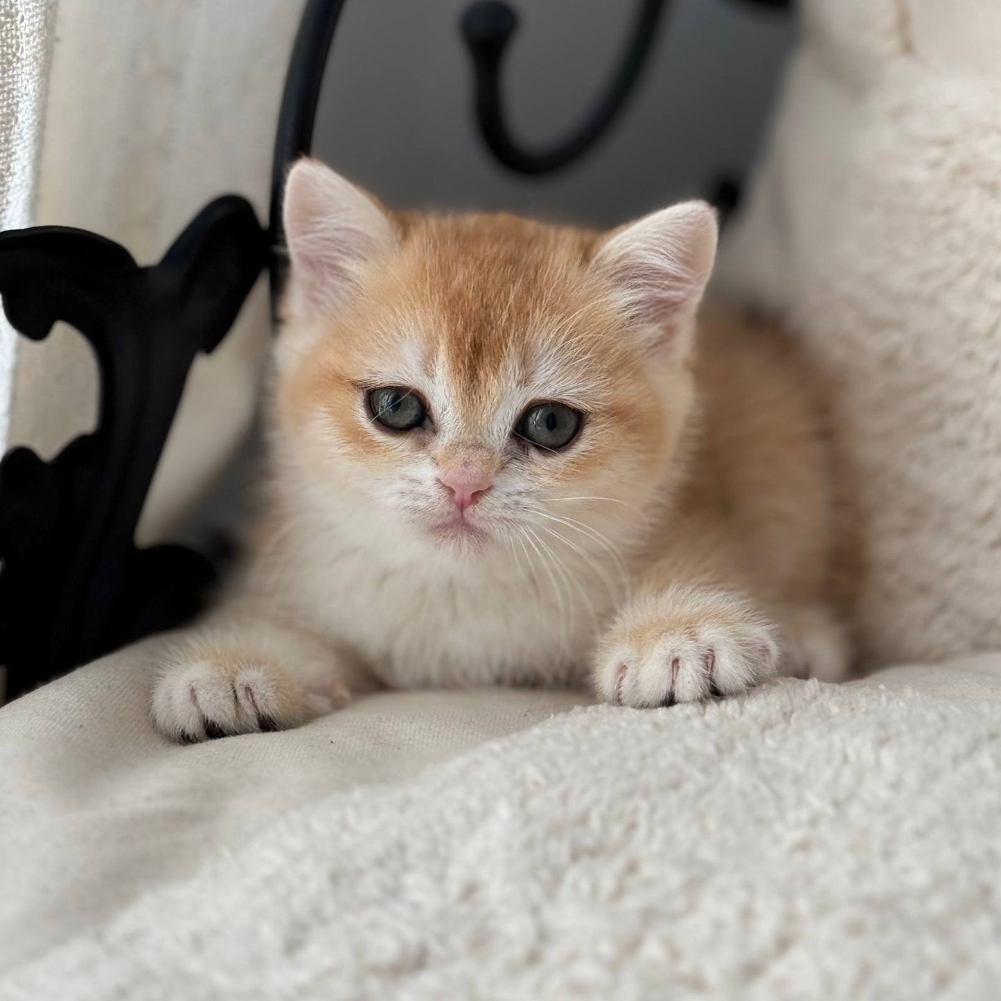 
                  
                    Saya
                  
                