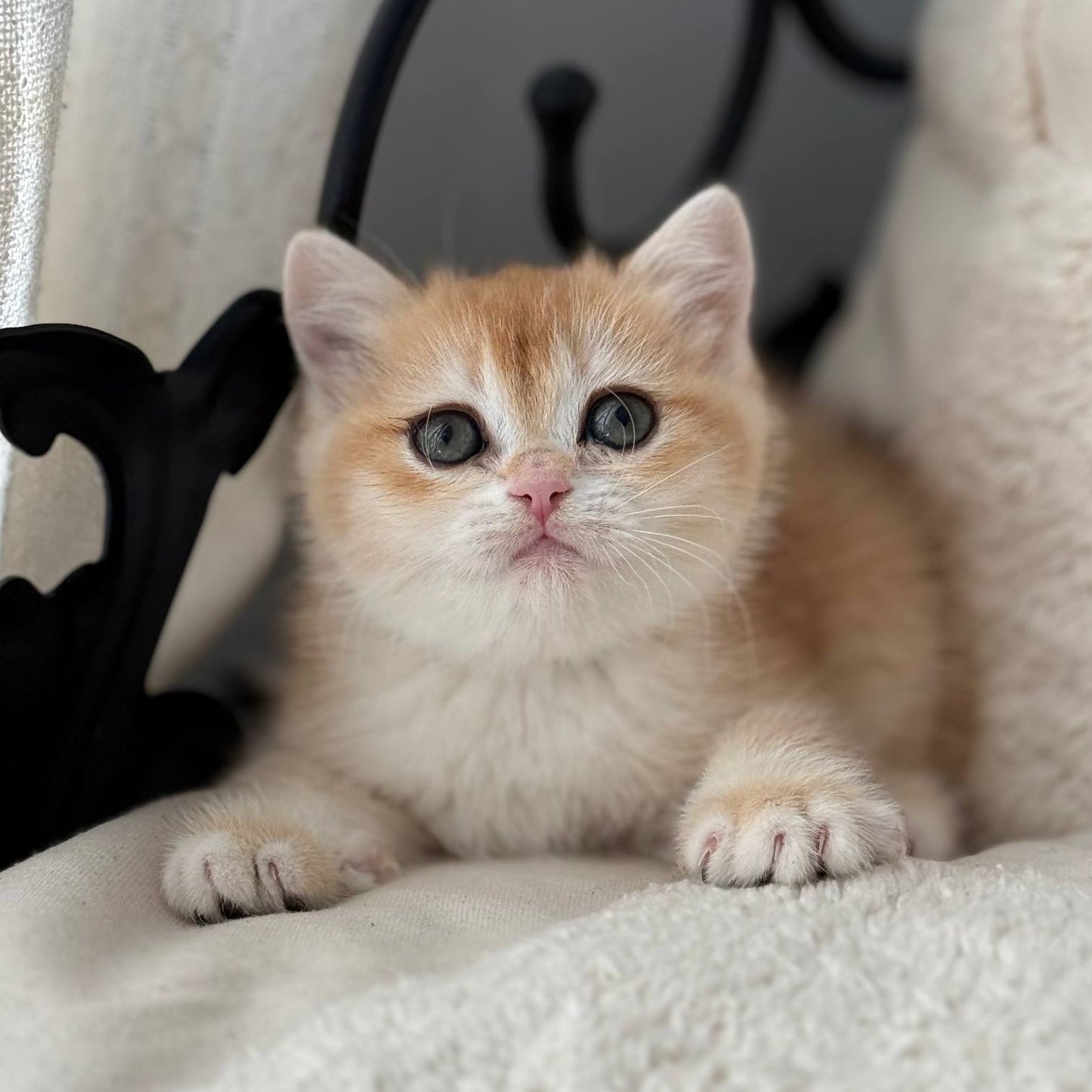 
                  
                    Saya
                  
                