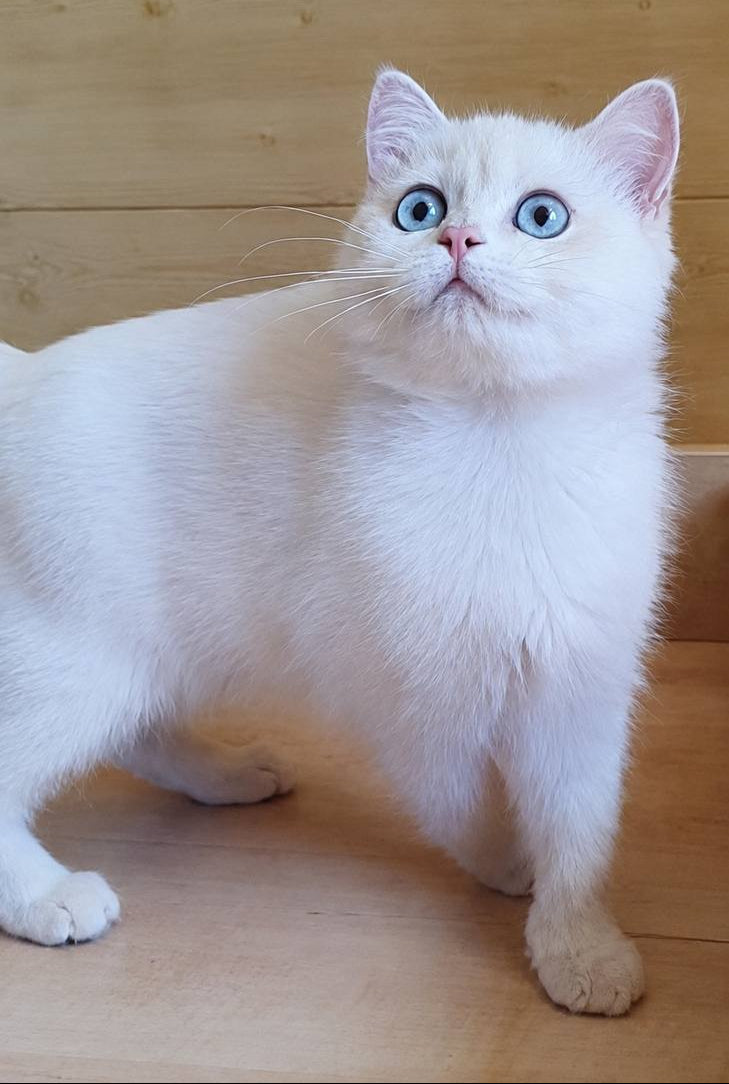 
                  
                    Xamira
                  
                