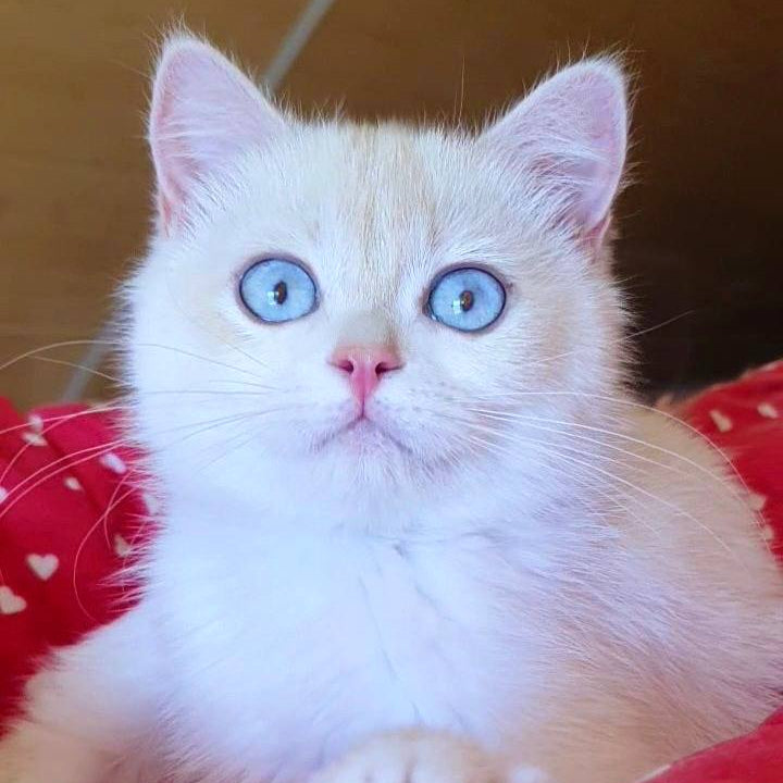 
                  
                    Xamira
                  
                