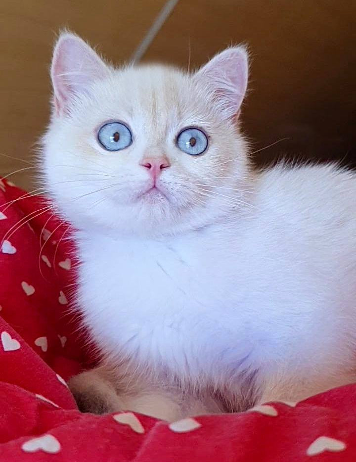 
                  
                    Xamira
                  
                