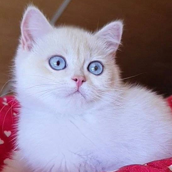 
                  
                    Xamira
                  
                