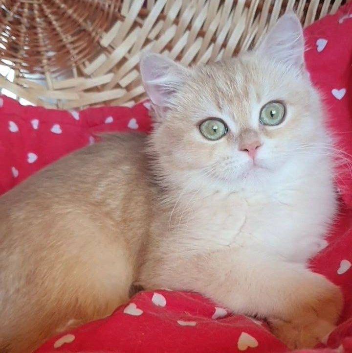 
                  
                    Xena
                  
                