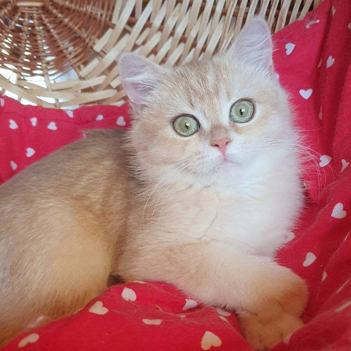 
                  
                    Xena
                  
                