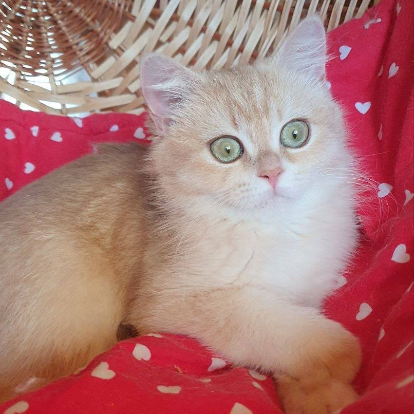 
                  
                    Xena
                  
                