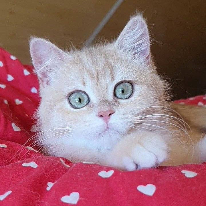 
                  
                    Xena
                  
                