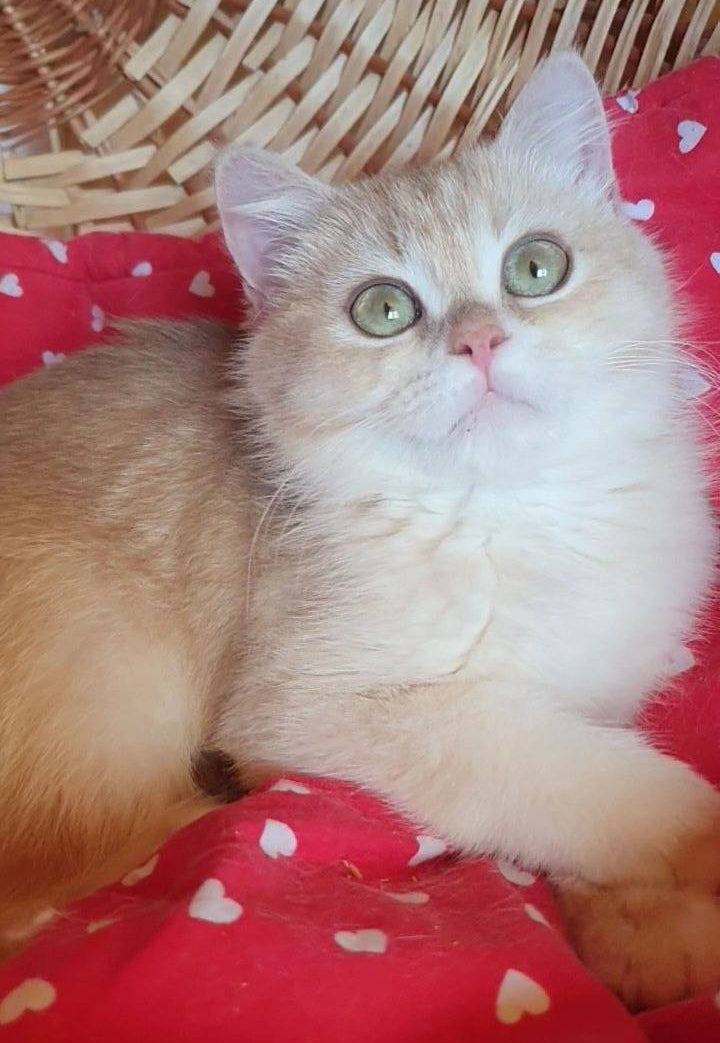 
                  
                    Xena
                  
                