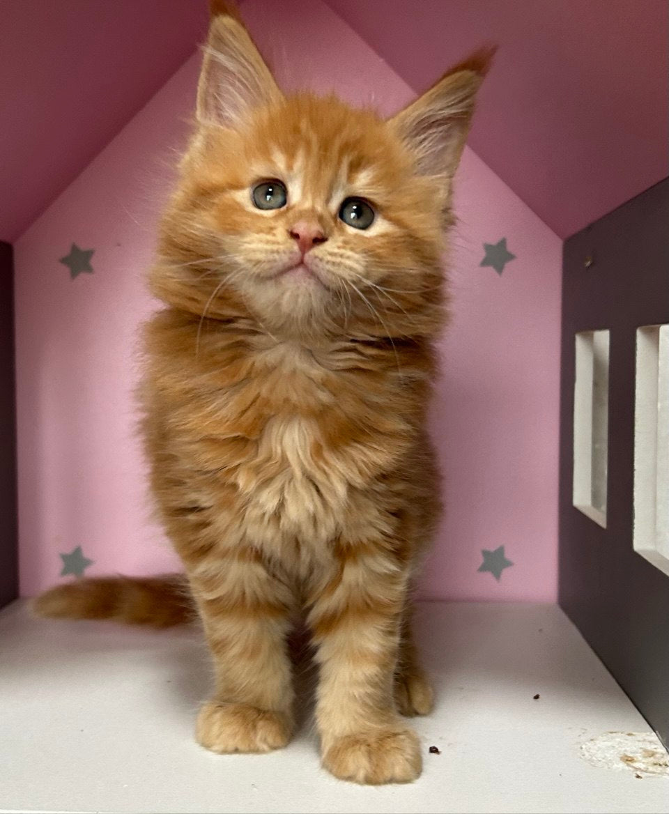 Elvis