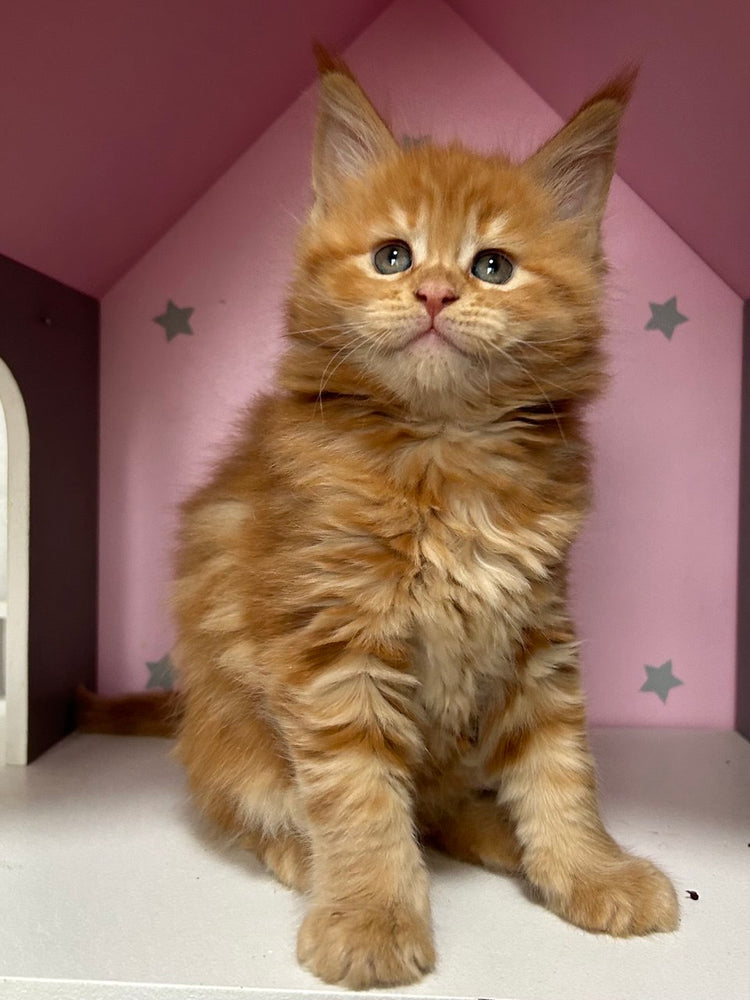 
                  
                    Elvis
                  
                
