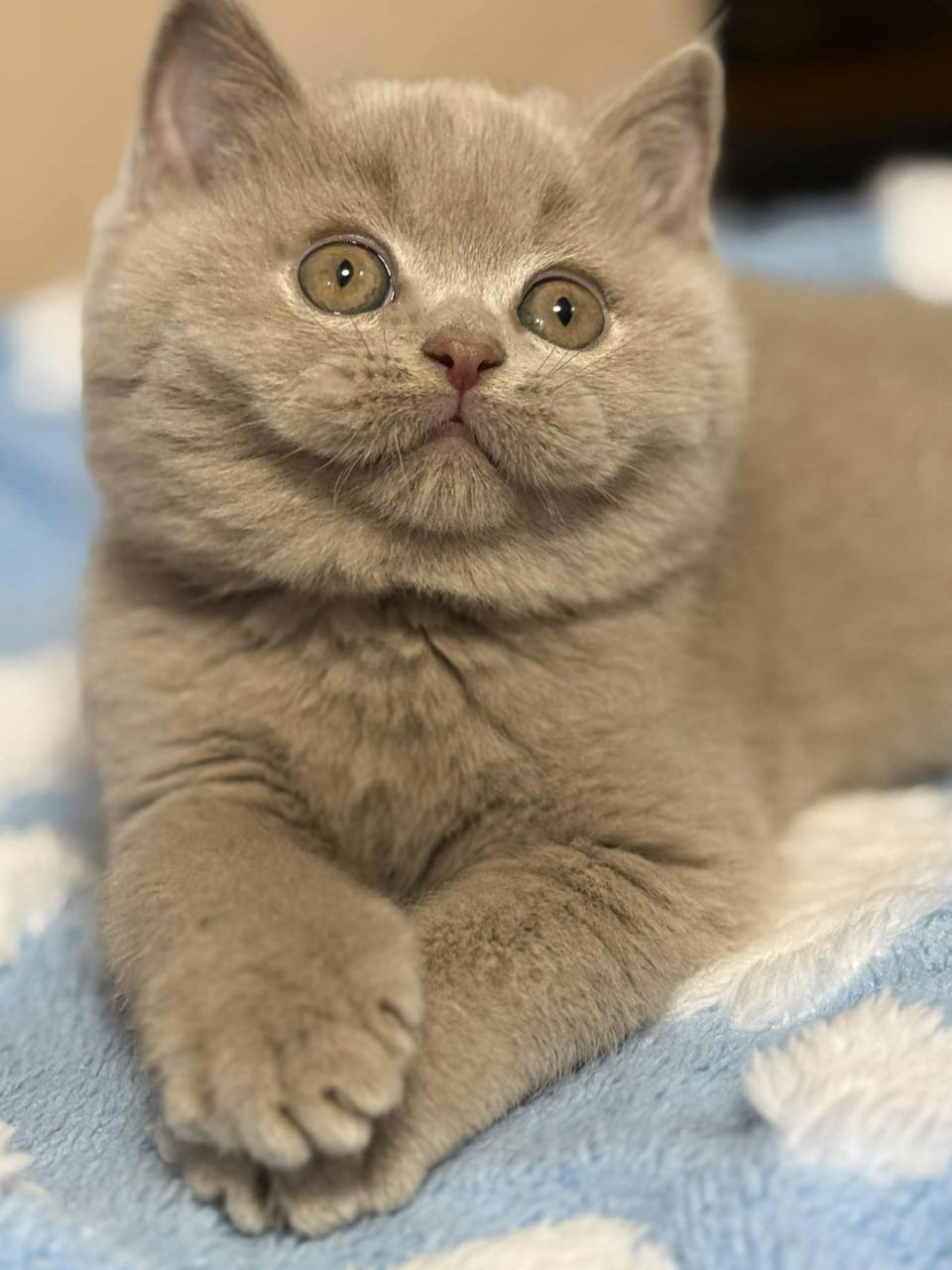 Teddy