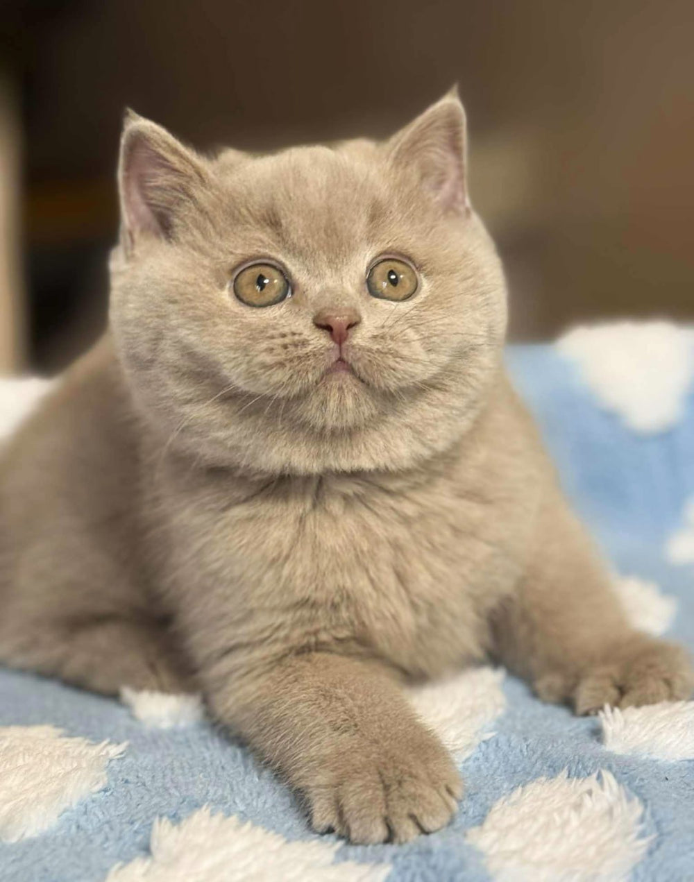 Teddy