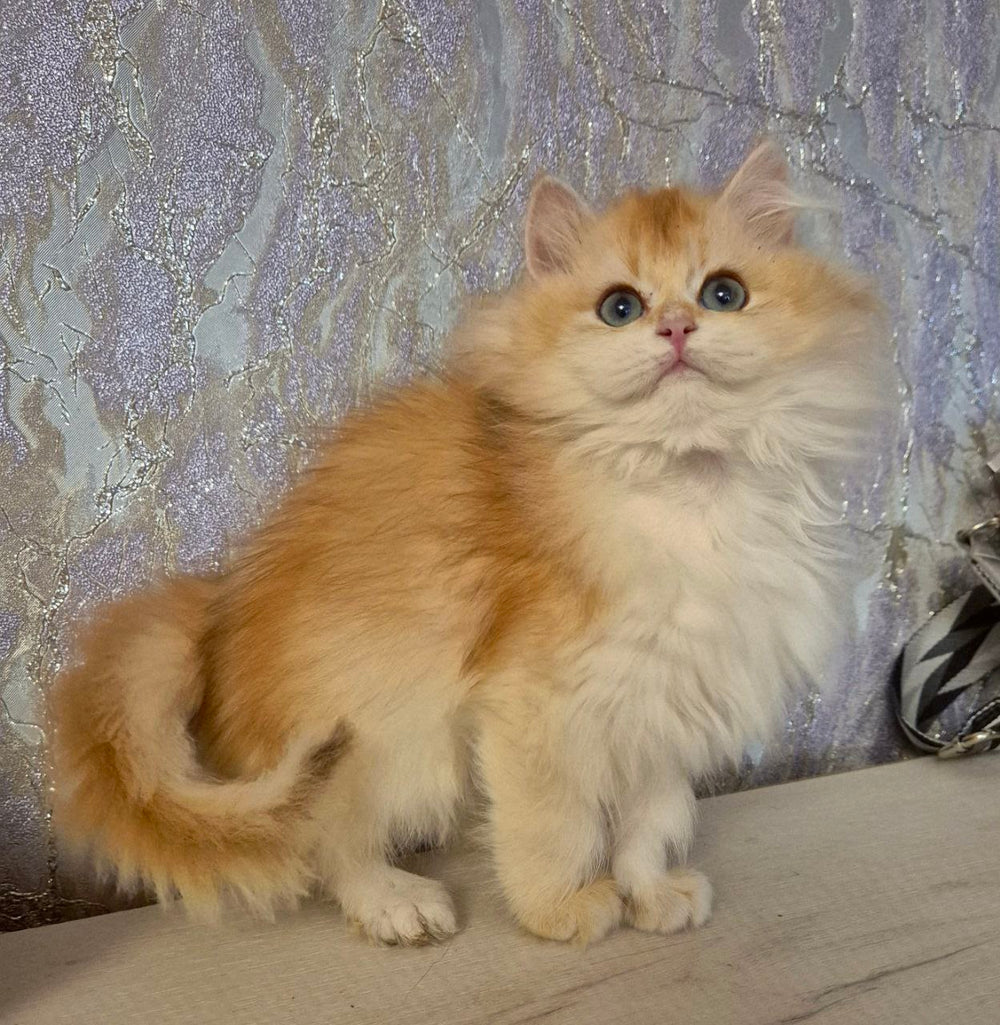 Mika