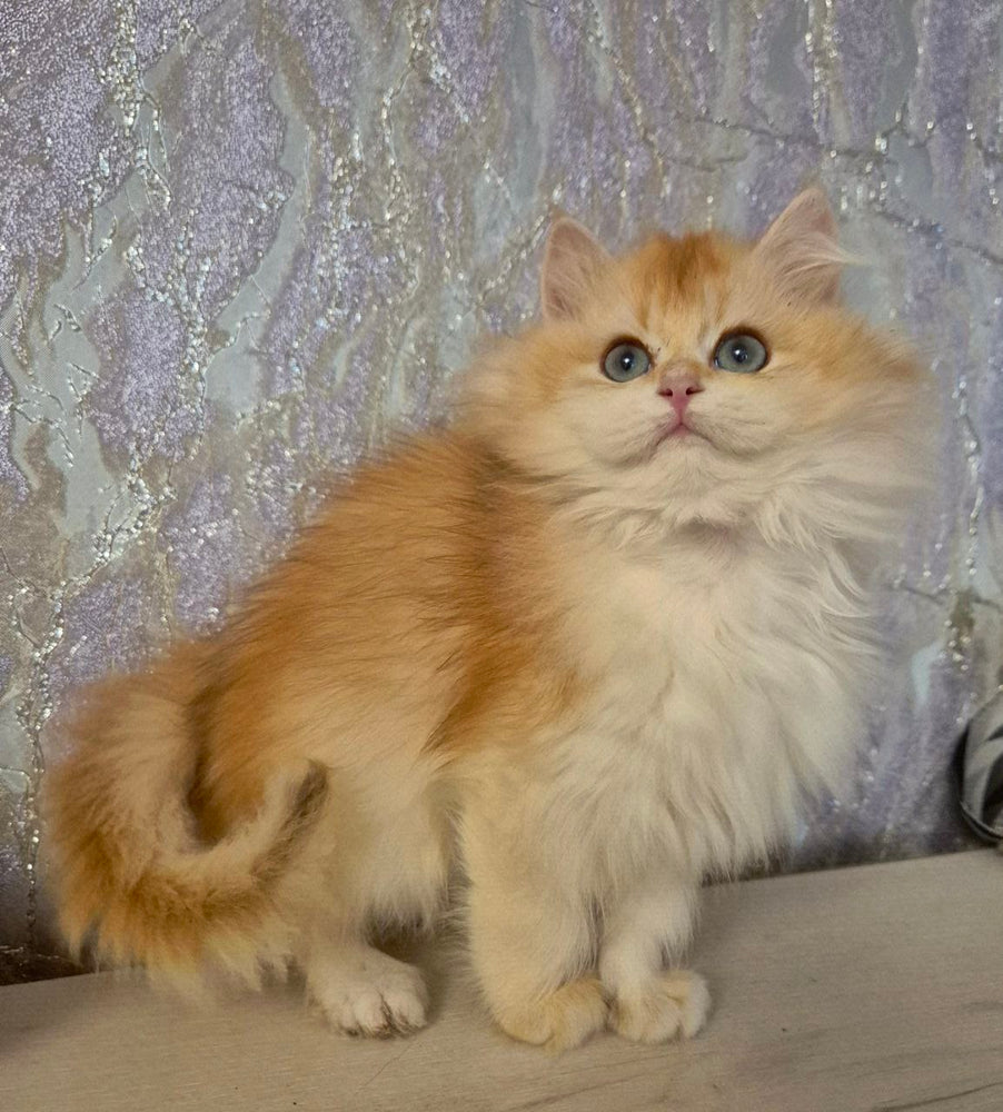 
                  
                    Mika
                  
                