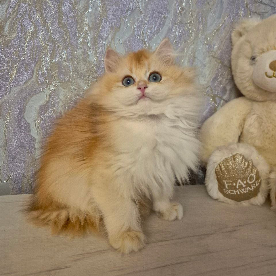 
                  
                    Mika
                  
                