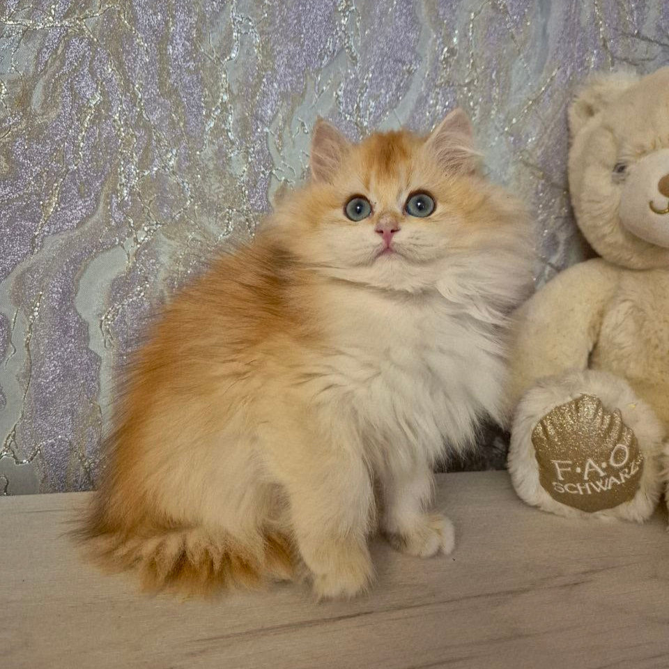 
                  
                    Mika
                  
                