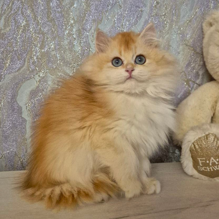 
                  
                    Mika
                  
                