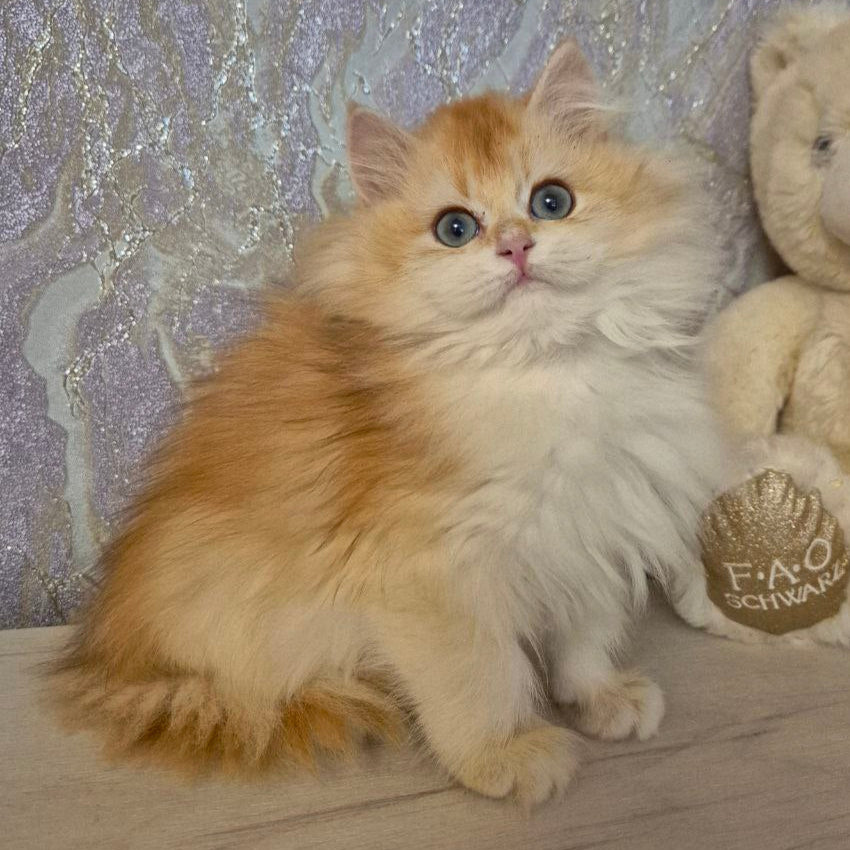 
                  
                    Mika
                  
                