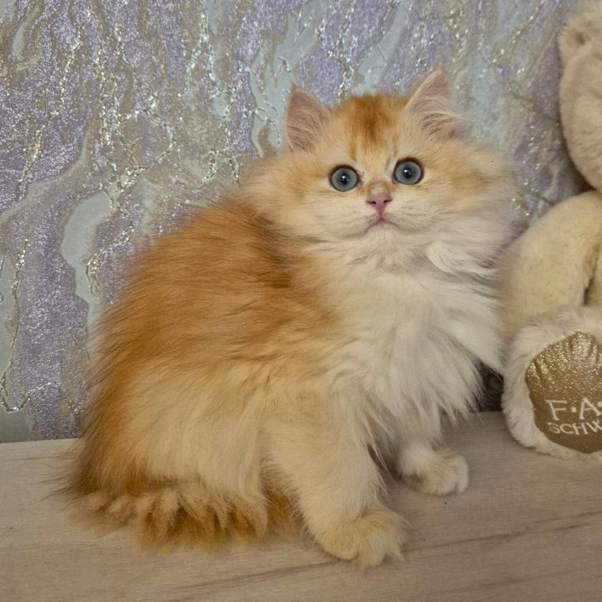 
                  
                    Mika
                  
                