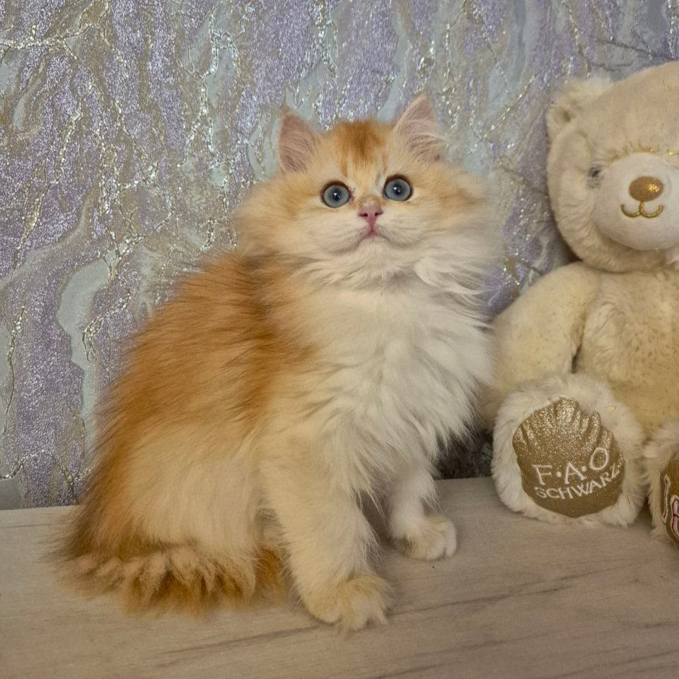 
                  
                    Mika
                  
                