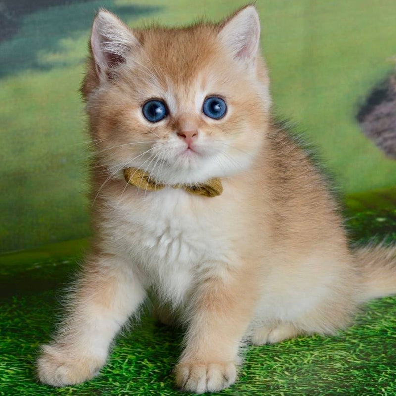 Ustin