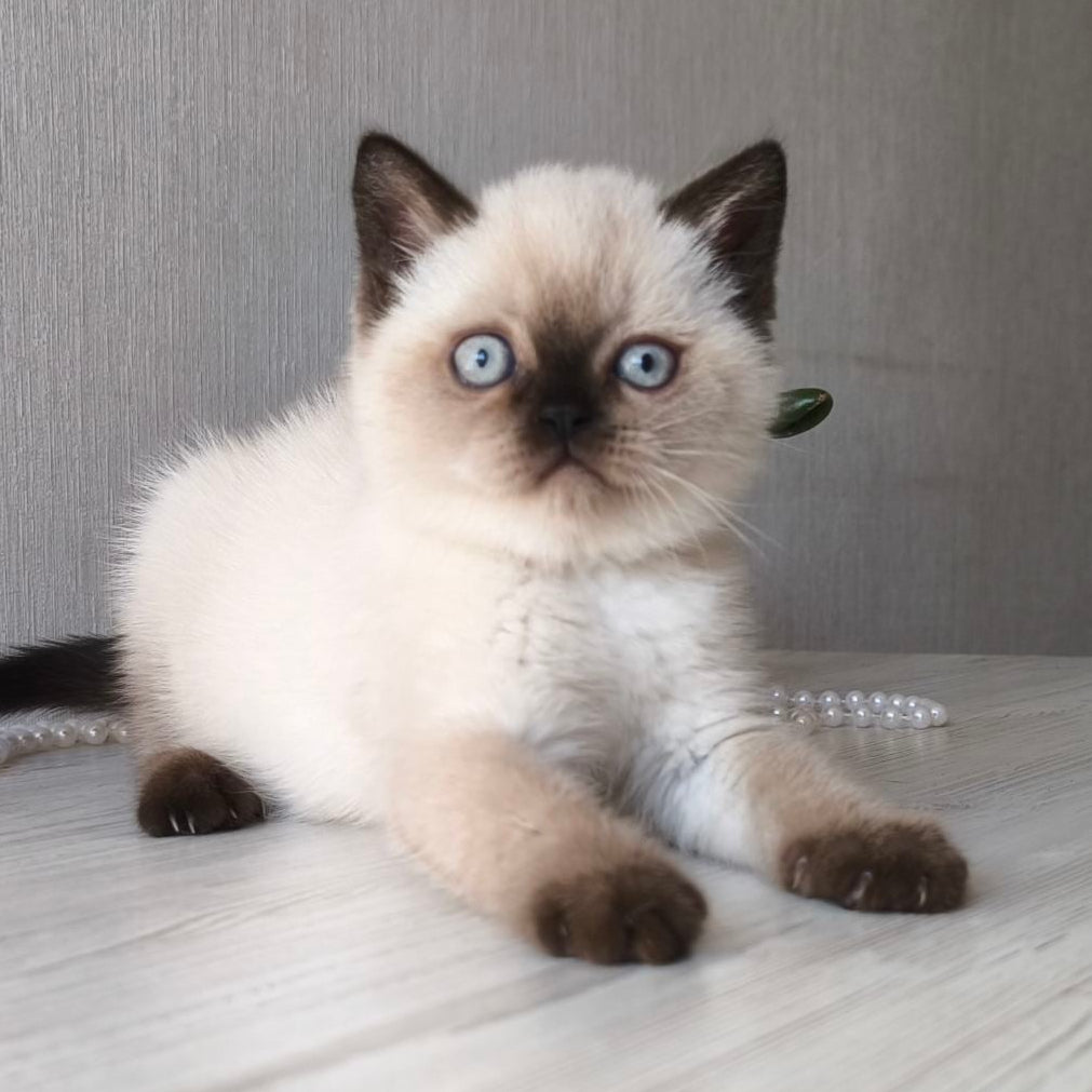
                  
                    Pixel
                  
                