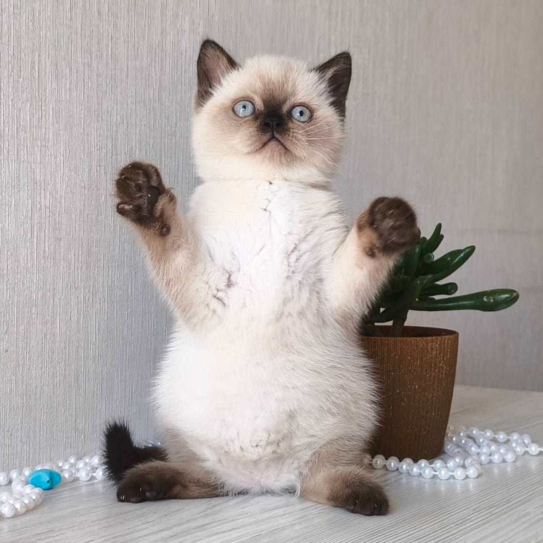 
                  
                    Pixel
                  
                