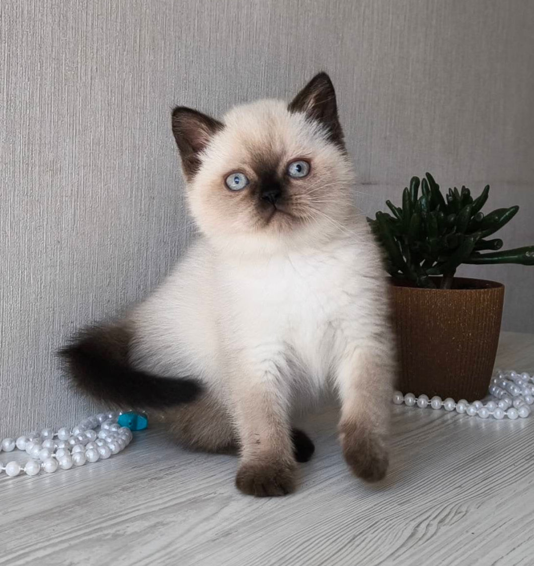 
                  
                    Pixel
                  
                