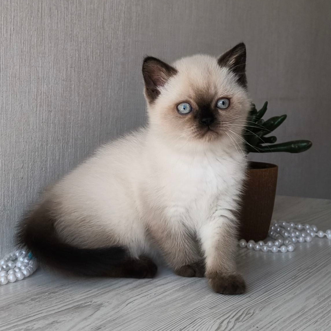
                  
                    Pixel
                  
                