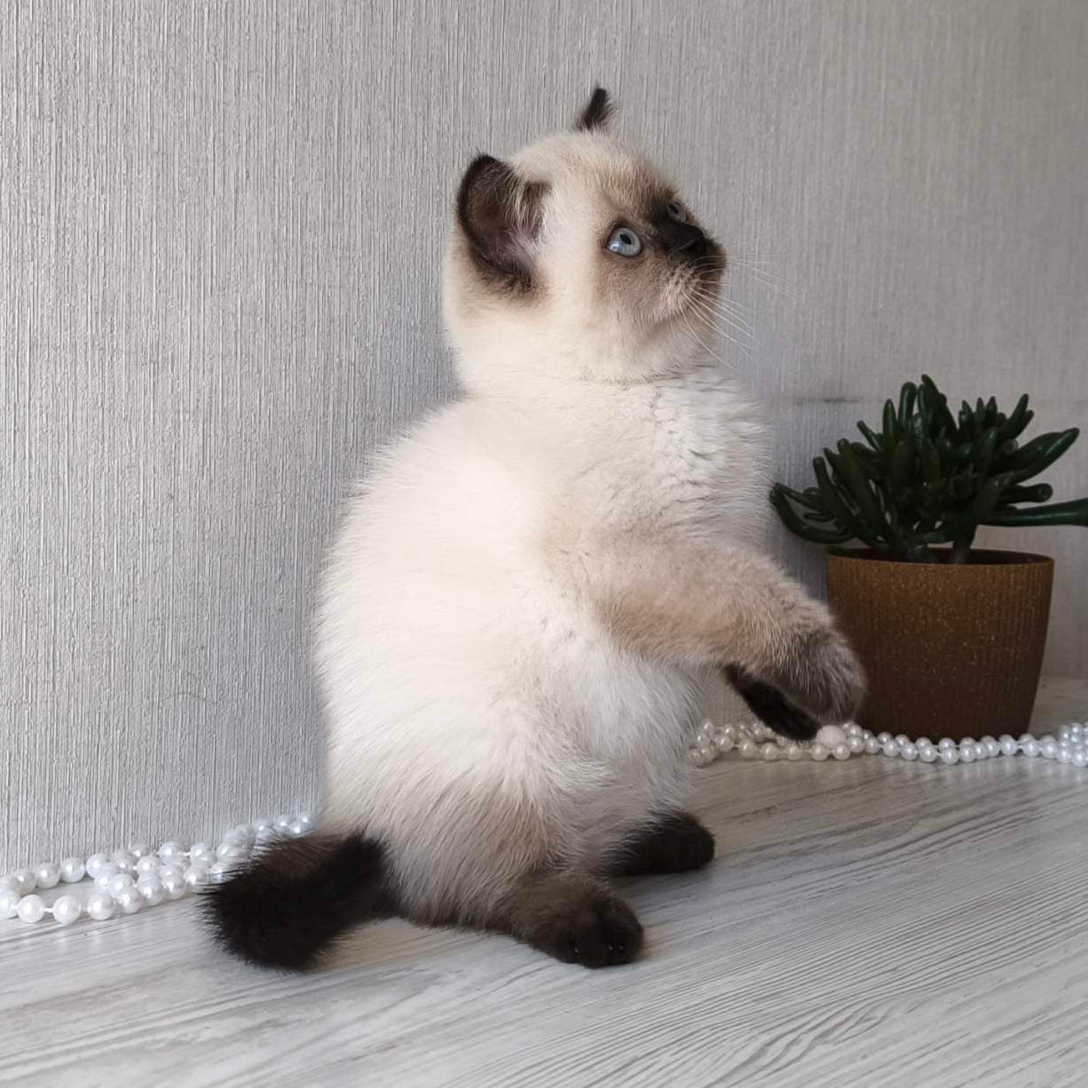 
                  
                    Pixel
                  
                
