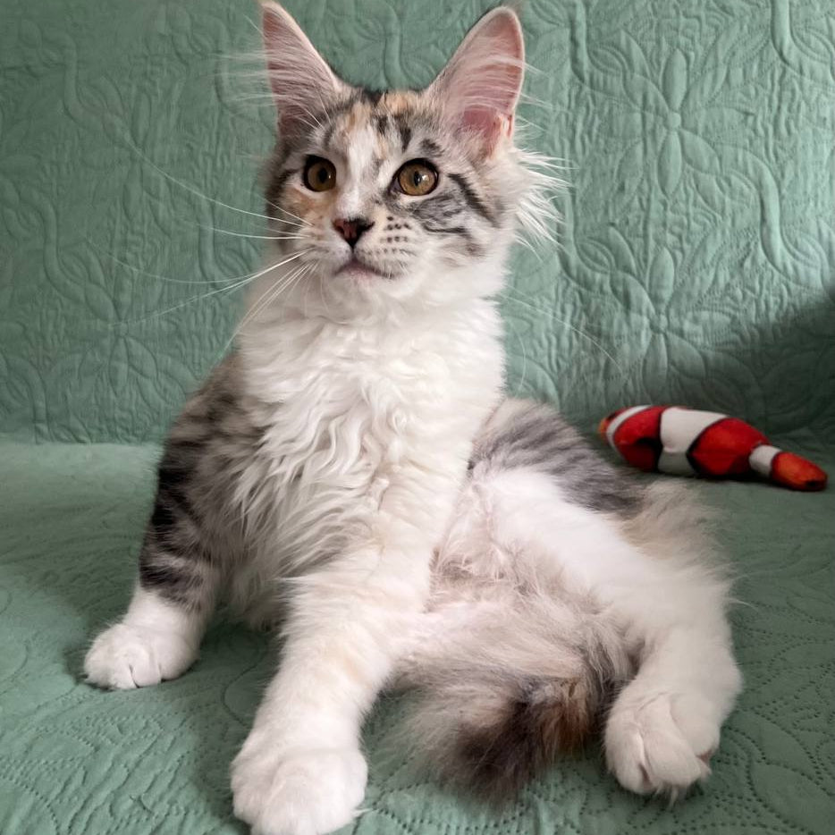 
                  
                    Fibi
                  
                