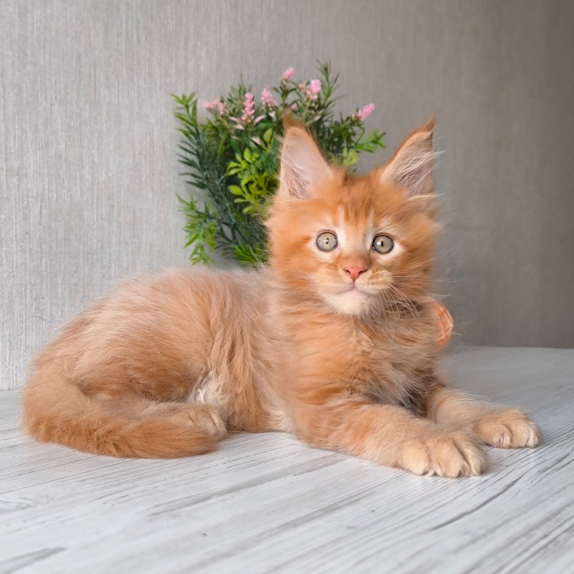 
                  
                    Oliver
                  
                