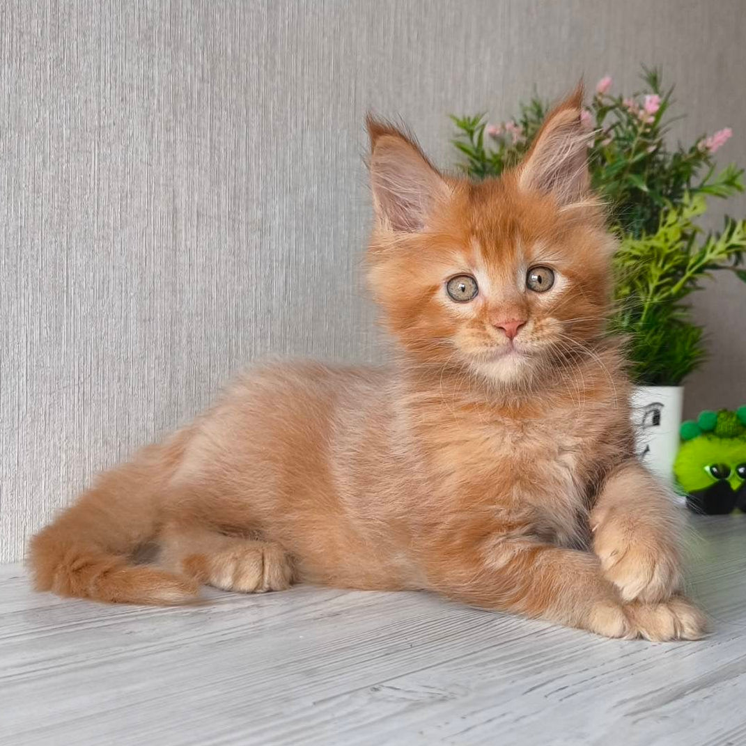 
                  
                    Oliver
                  
                
