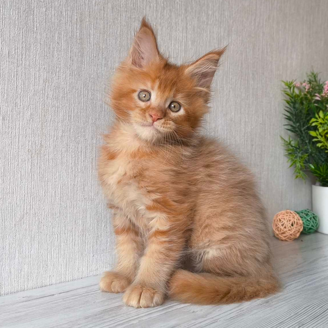 
                  
                    Oliver
                  
                