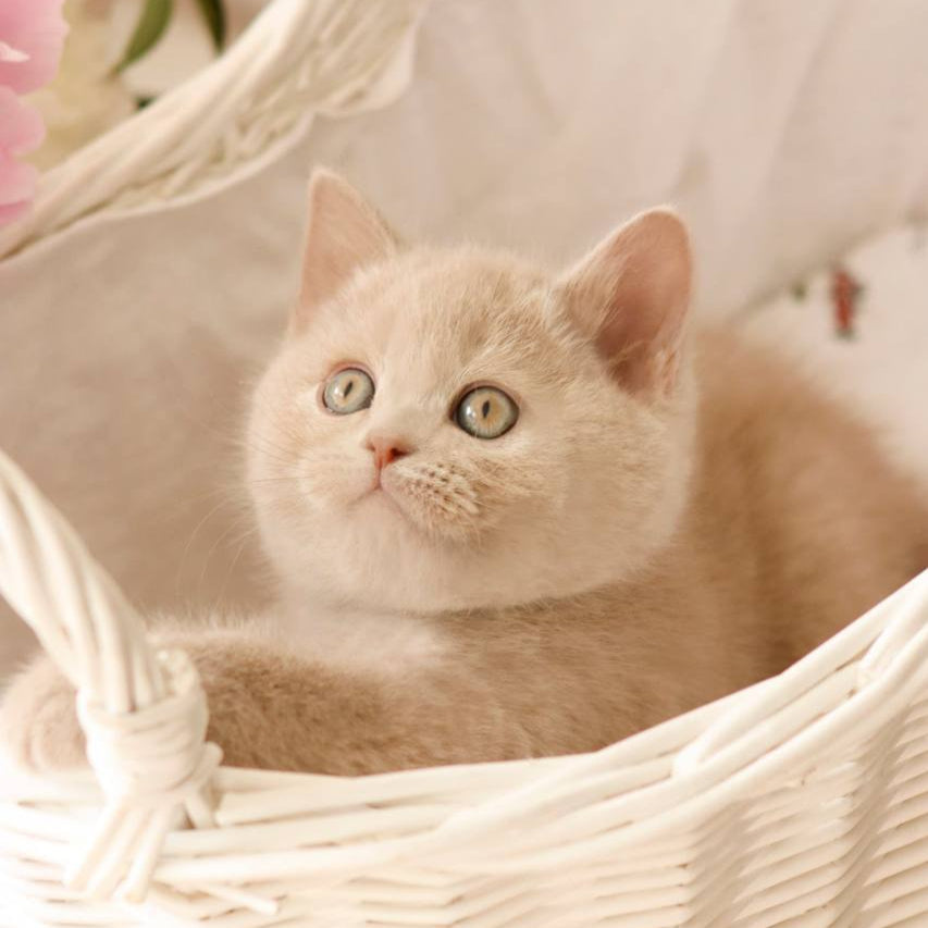 
                  
                    Puffi
                  
                