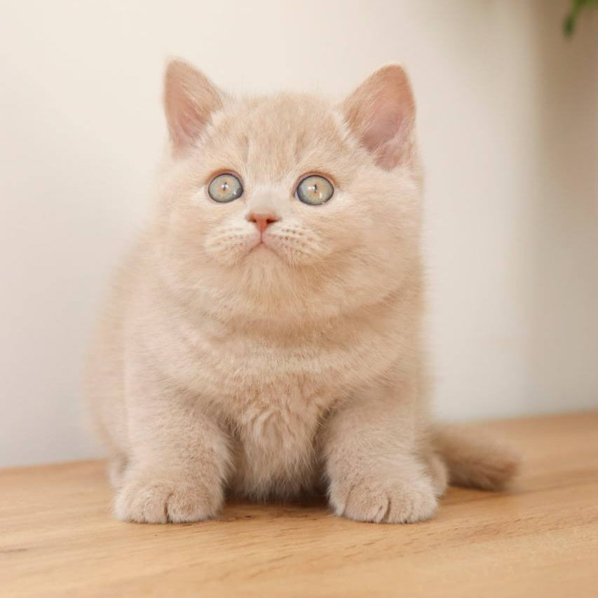
                  
                    Puffi
                  
                