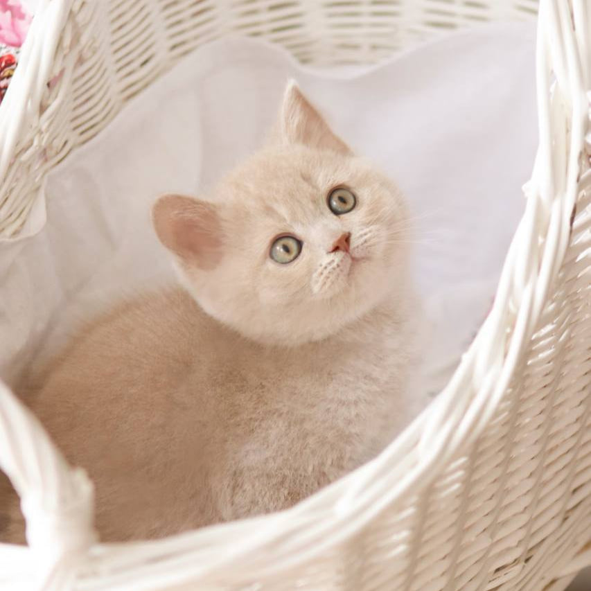 
                  
                    Puffi
                  
                