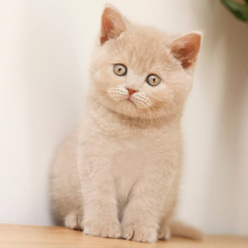 
                  
                    Puffi
                  
                